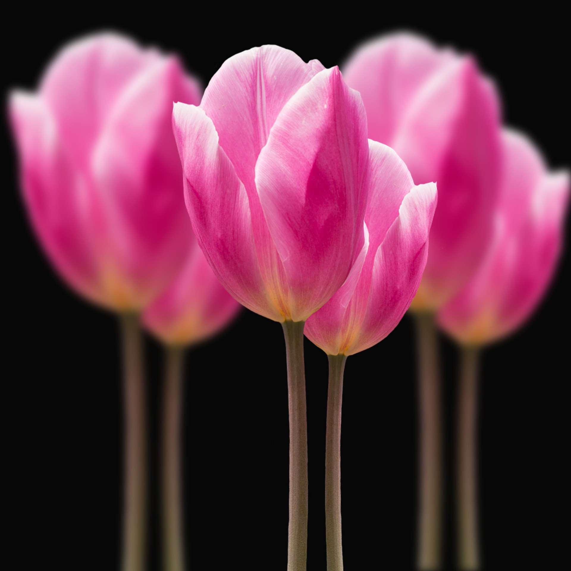 flowers 3487332 1920